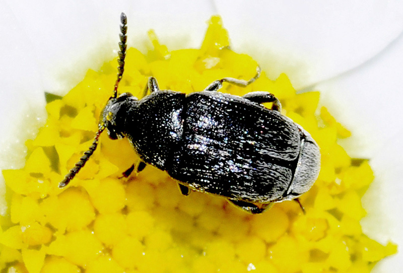 Bruchidius sp. (cfr.), Chrysomelidae Bruchinae